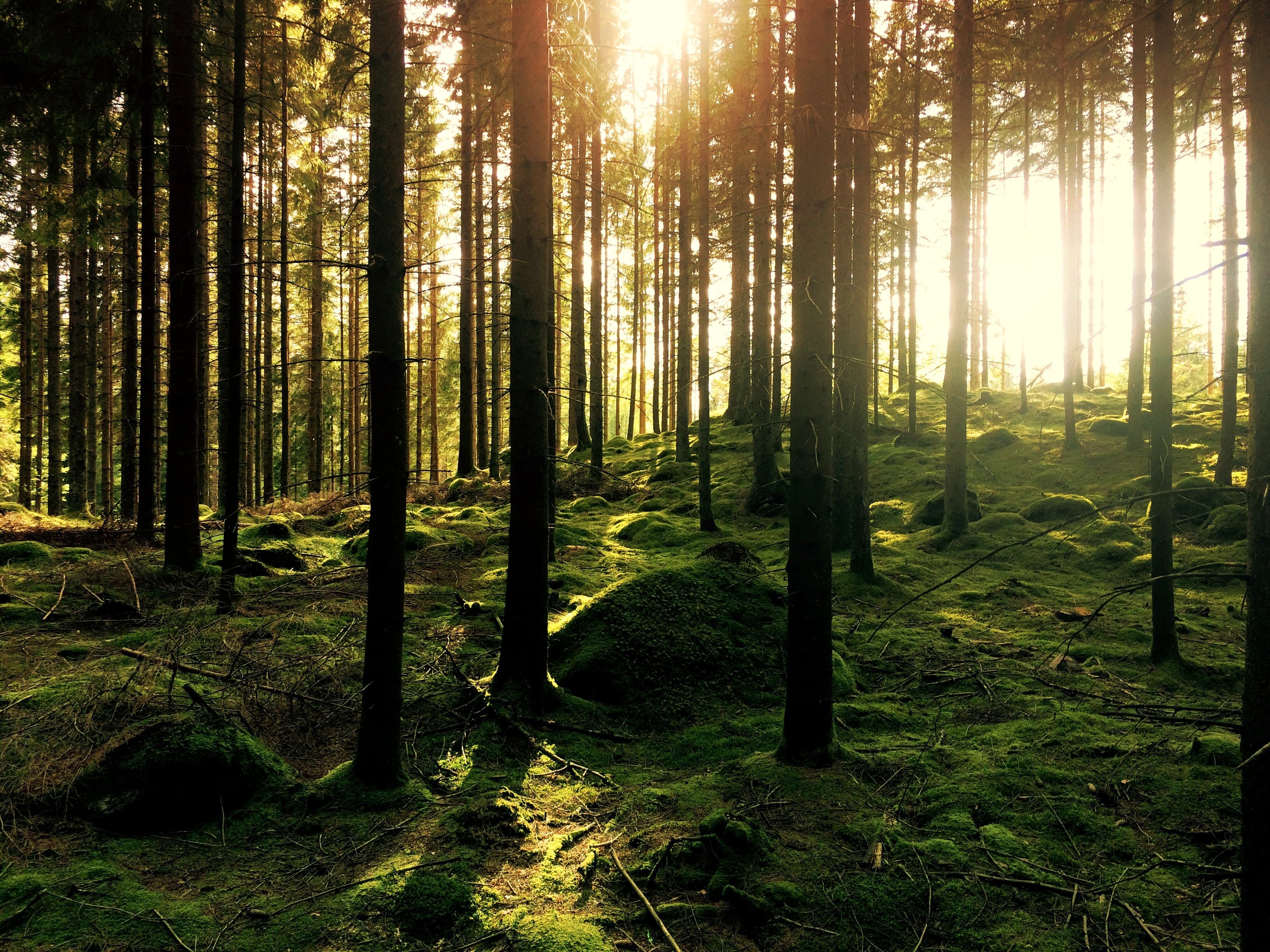 Good concept woods