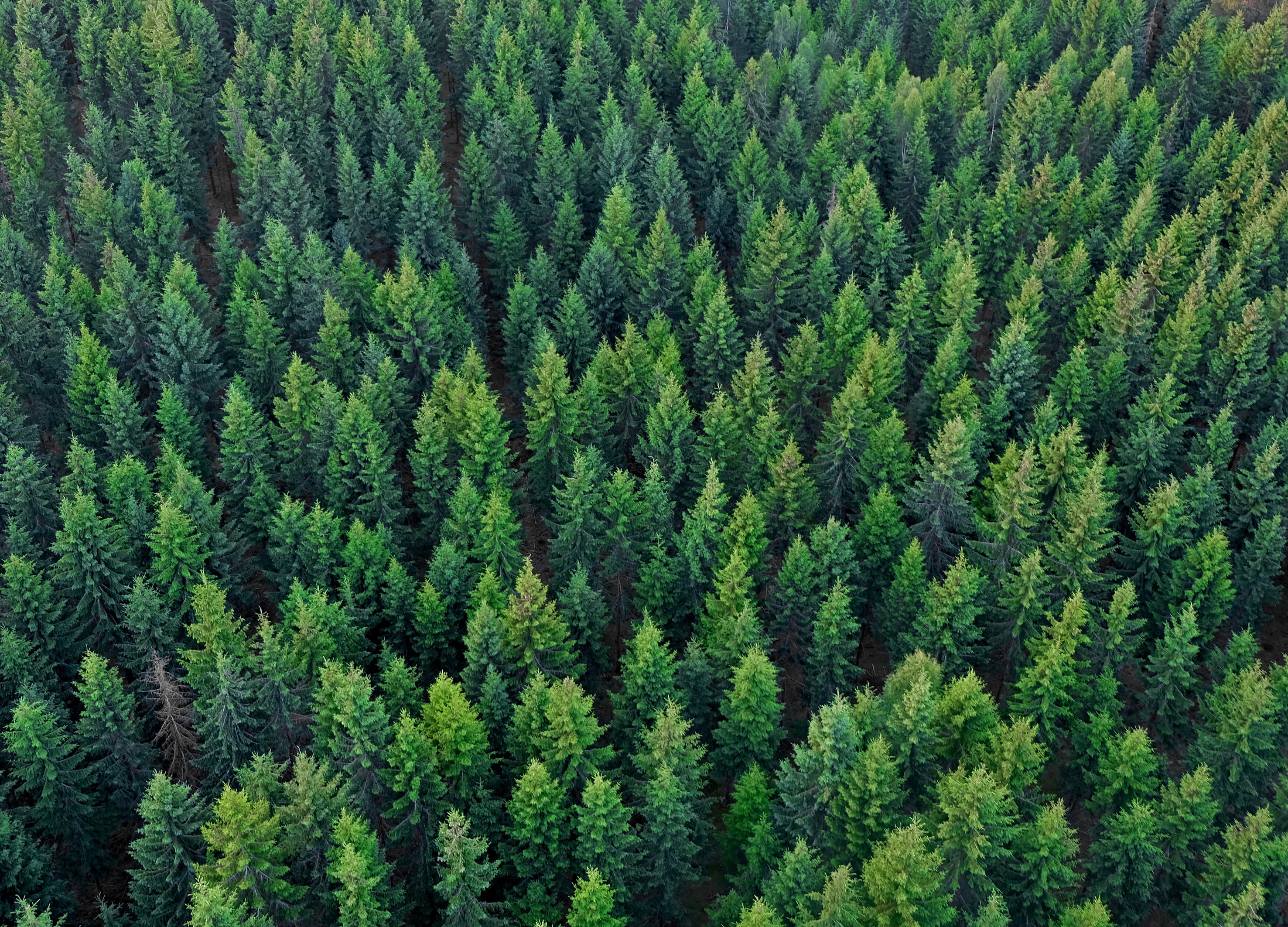 Woods